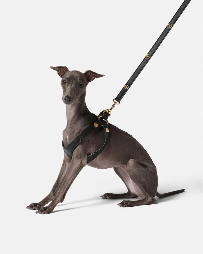 Icon Pet Harness Black Home and Lifestyle Versace Pet Accessories