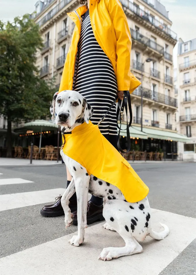 Parisian Pup Raincoat Authentic Waterproof Raincoat For Dogs Yellow Saint James Accessories For Dogs Parisian Pup Raincoat Authentic Waterproof Raincoat For Dogs Yellow Saint James Accessories For Dogs
